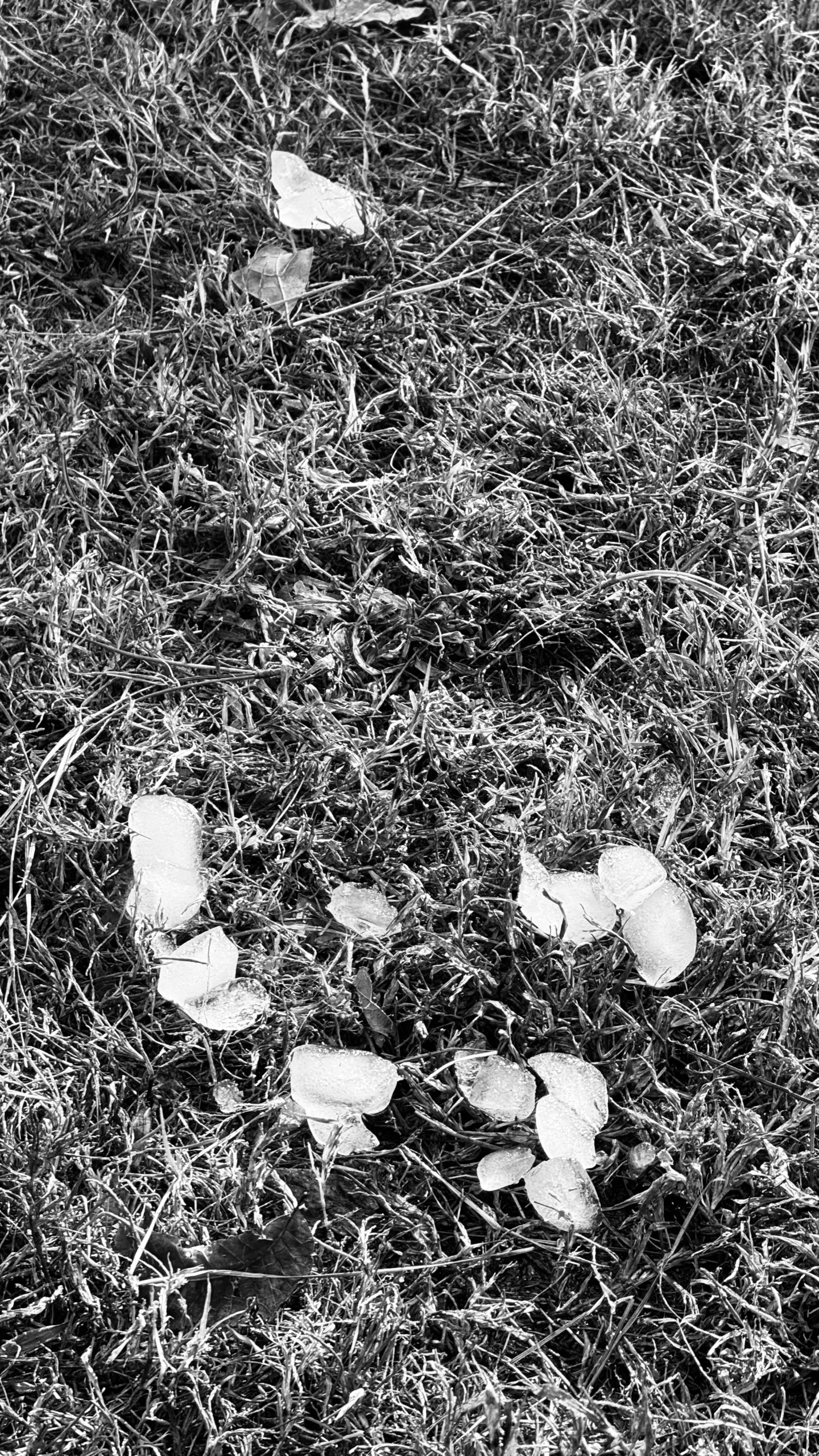 What Odd Little Things We Love